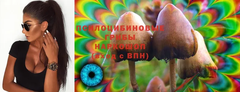 купить наркотик  Курск  гидра как зайти  Псилоцибиновые грибы Magic Shrooms 